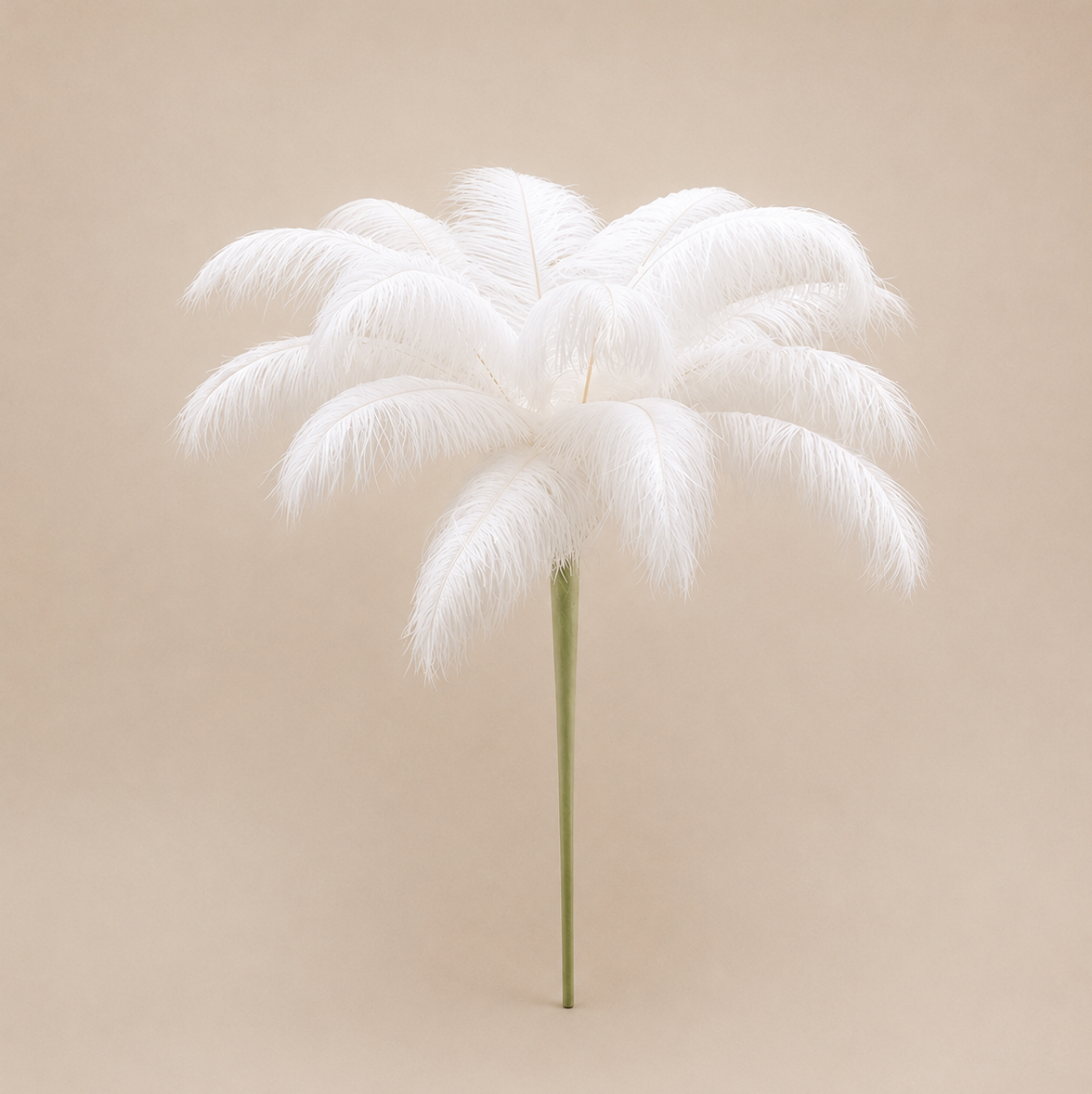 Plume d'Autruche